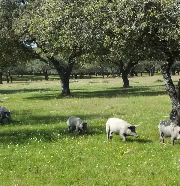 Mietwagenreise Extremadura und Kastilien – 15 Tage: Iberische Schweine auf der Steineichenweide in der Extremadura