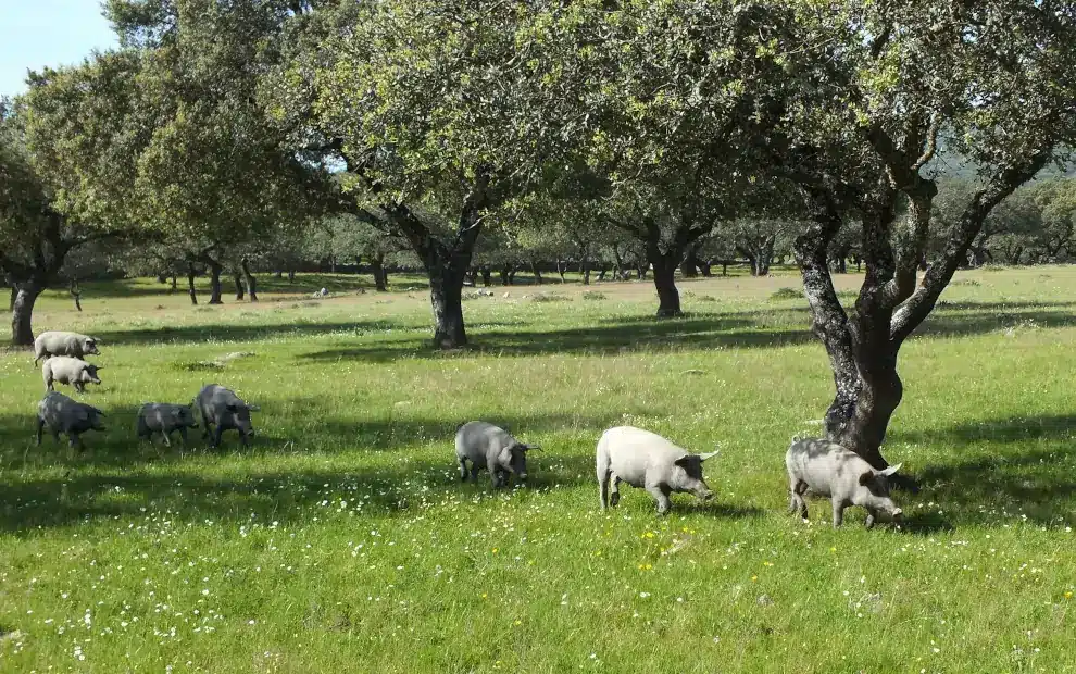 Mietwagenreise Extremadura und Kastilien – 15 Tage: Iberische Schweine auf der Steineichenweide in der Extremadura
