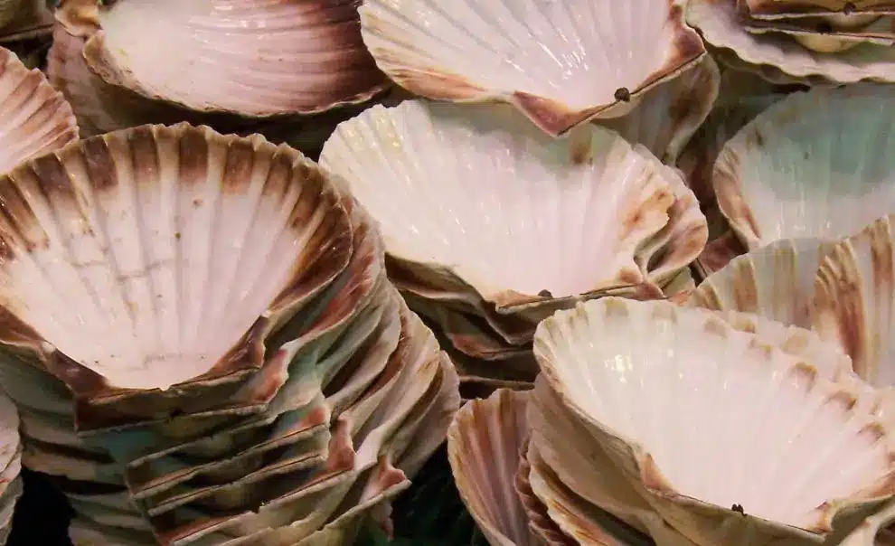 Jakobsweg in 4 Wochen: Jakobsmuscheln