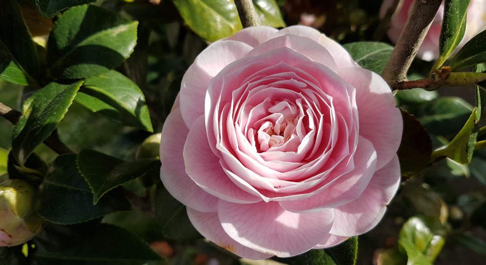 Mietwagenreise Galicien: Kamelienblüte in Galicien und Nordportugal