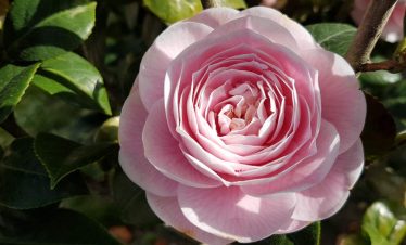 Mietwagenreise Galicien: Kamelienblüte in Galicien und Nordportugal
