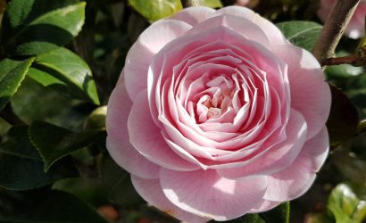 Mietwagenreise Galicien: Kamelienblüte in Galicien und Nordportugal