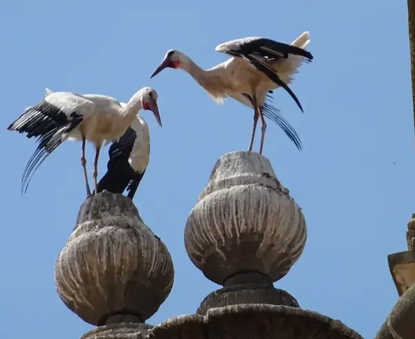 Mietwagenreise Extremadura: Störche in der Extremadura