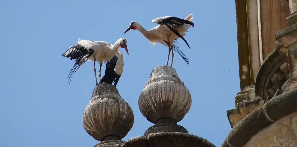 Mietwagenreise Extremadura: Störche in der Extremadura