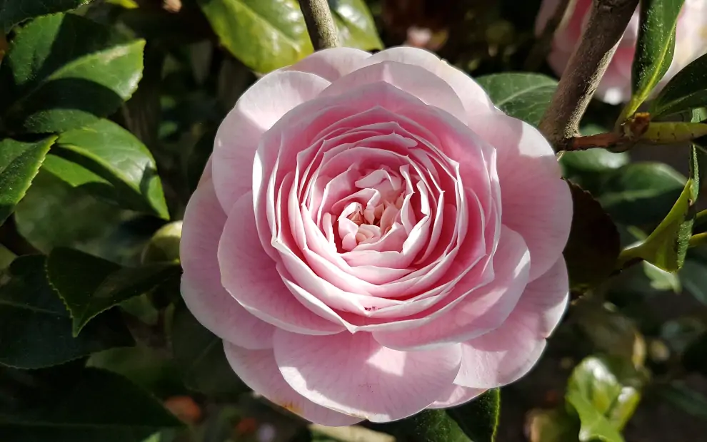 Mietwagenrundreise Galicien: Kamelienblüte