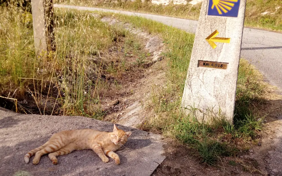 Portugiesischer Jakobsweg - Etappe von Padron nach Santiago: eine Katze auf dem Jakobsweg