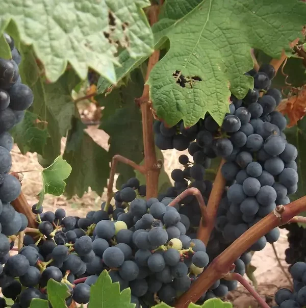 Rundreise Nordspanien: Weinreben kurz vor der Weinleise in La Rioja, Spanien