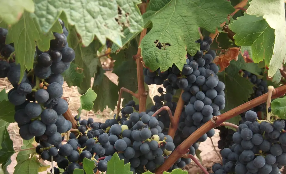 Rundreise Nordspanien: Weinreben kurz vor der Weinleise in La Rioja, Spanien