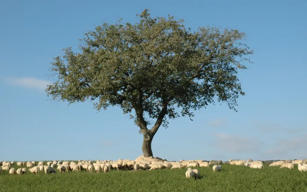Wanderreise Via Francigena von Montefiascone nach Rom: Schafherde auf typischer Landschaft