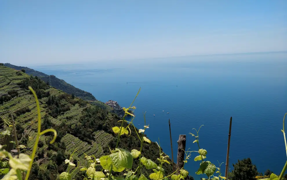 Wanderreise Cinque Terre: Weinberge
