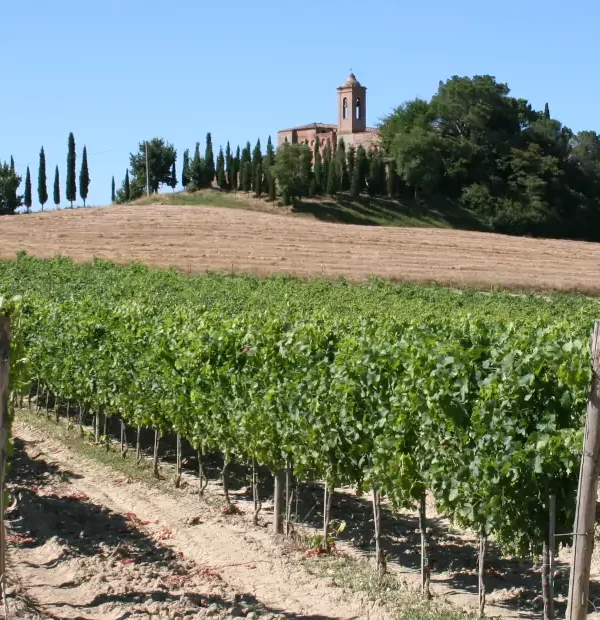 Wanderreise Via Francigena: Typische Landschaft in der Toskana