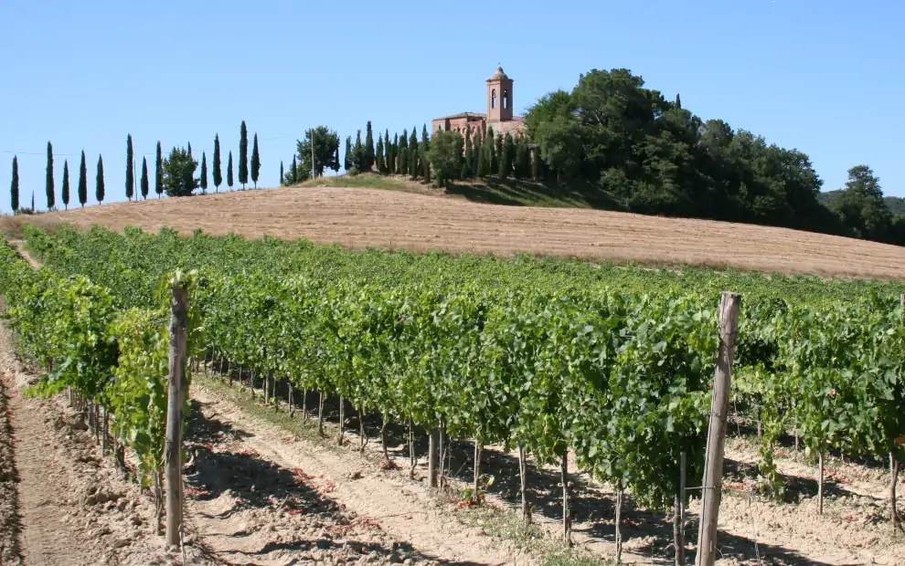 Wanderreise Via Francigena: Typische Landschaft in der Toskana