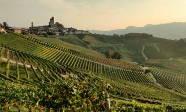 Wanderreise Piemont: Weinlandschaft Barolo