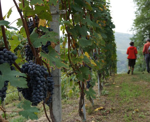 Wanderreise Piemont: Weinwanderung Roddino Barolo