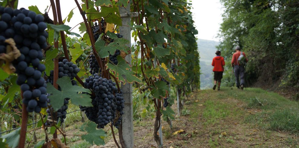 Wanderreise Piemont: Weinwanderung Roddino Barolo