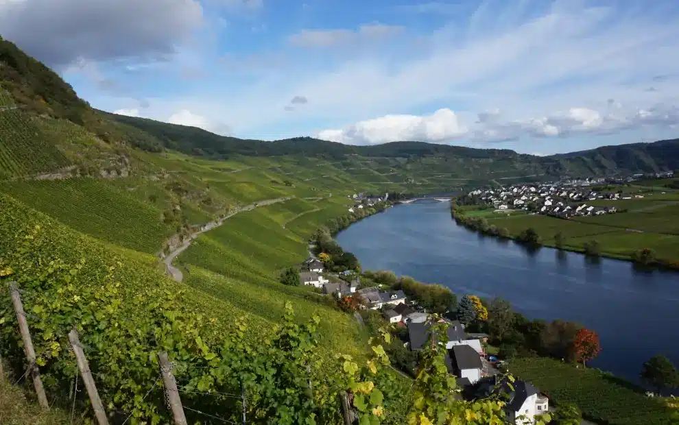 Wanderreise Moselsteig: Blick auf die Mosel bei Piesport