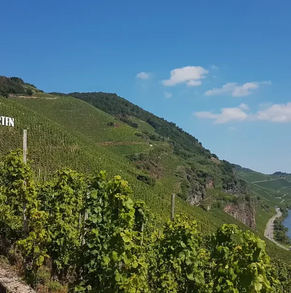 Wanderreise Moselsteig von Bernkastel-Kues nach Zell: Blick auf die Mosel bei Ürzig