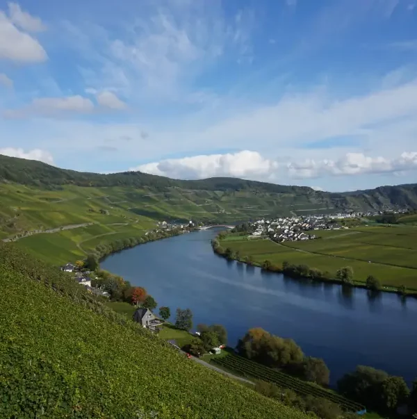 Wanderreisen Mosel: Mosel bei Piesport