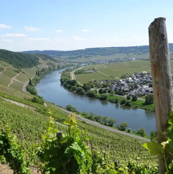 Mosel-Camino: Blick auf die Mosel bei Klüsserath