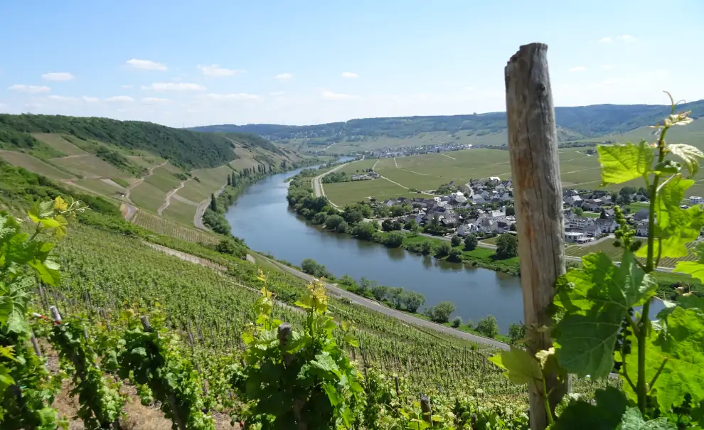 Mosel-Camino: Blick auf die Mosel bei Klüsserath
