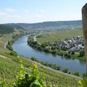 Mosel-Camino: Blick auf die Mosel bei Klüsserath