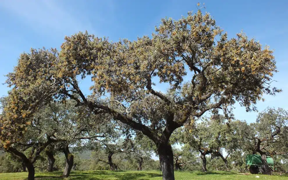 Paradores-Rundreise Extremadura: Korkeichen in der Dehesa