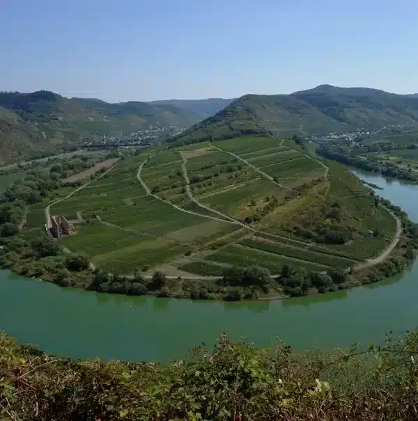 Wanderreise Moselsteig von Zell nach Cochem: Moselschleife am Calmont