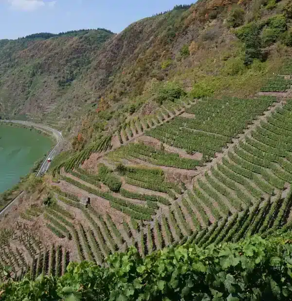 Wanderreise Moselsteig: Weinberge am Calmont