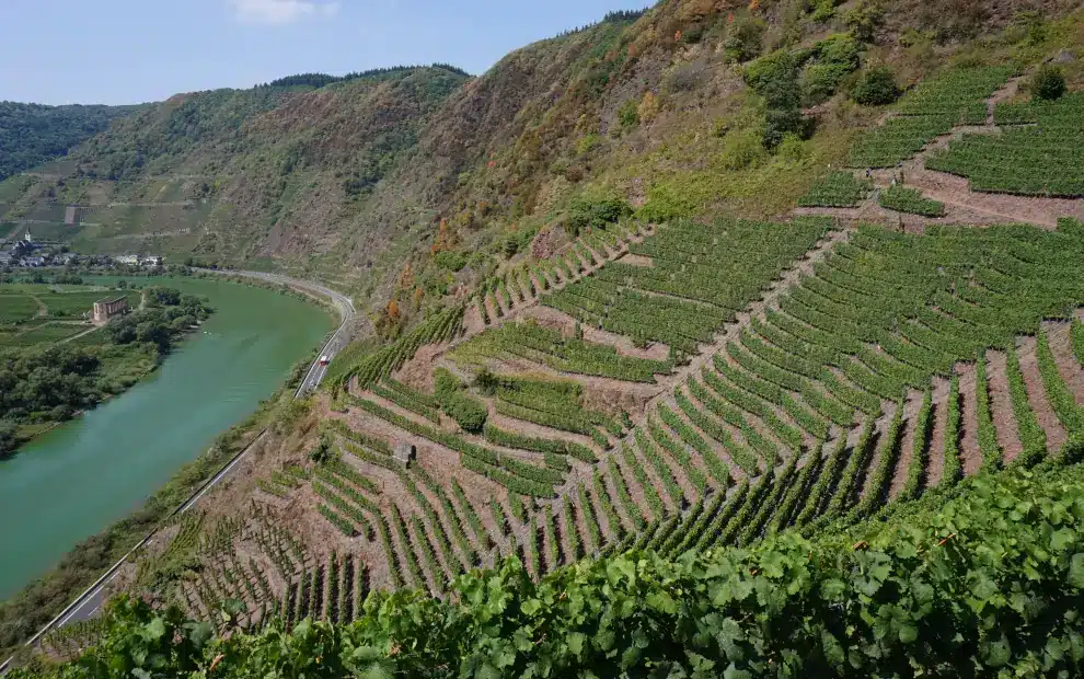 Wanderreise Moselsteig: Weinberge am Calmont