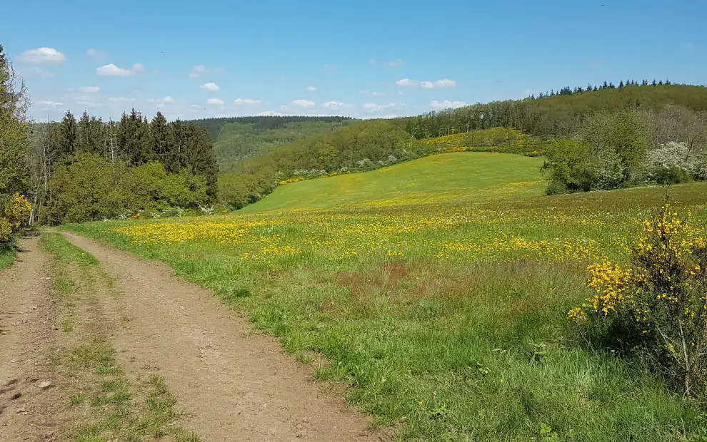 Wanderreise Eislel Trail: Blumenwiese am Eislek Trail in Luxemburg