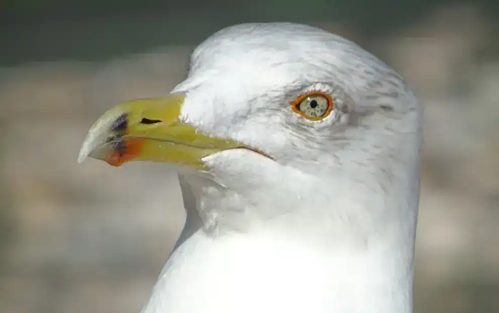 Wanderreise Costa: Porträt einer Möwe auf dem Peñ ón de Ifach in Calpe