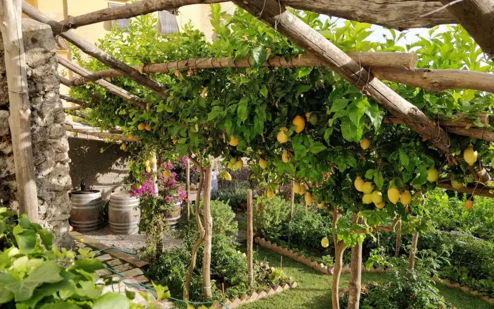 Wanderreise Amalfiküste und Capri: Typischer Garten mit Zitronenbaum