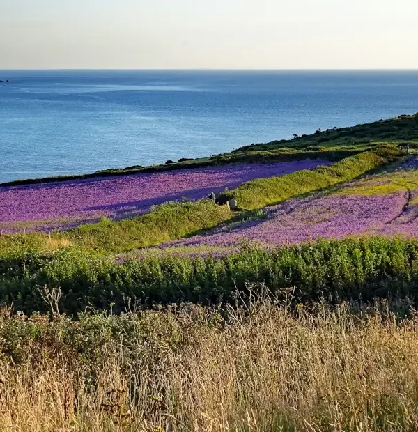 Wanderreise Cornwall - South West Coast Path: Küste bei Sennen