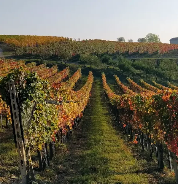 Wanderreise Piemont - Barolo: Weinberge im Herbst