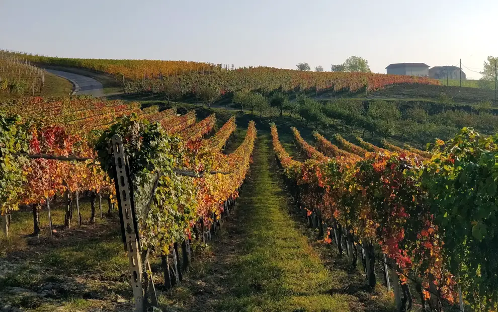 Wanderreise Piemont - Barolo: Weinberge im Herbst