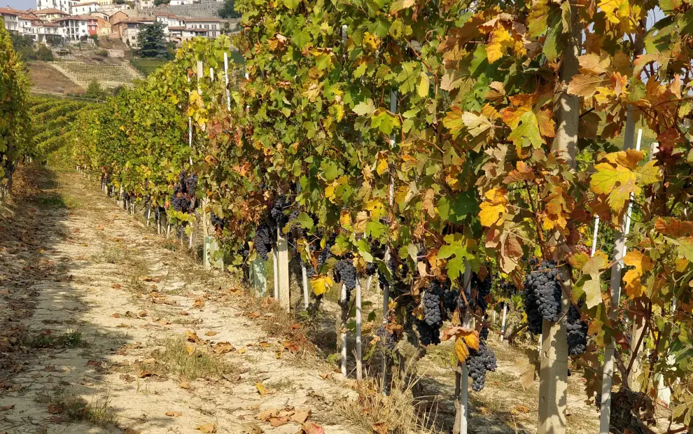 Wanderreise Piemont - Barolo: Weinberge zur Zeit der Weinlese