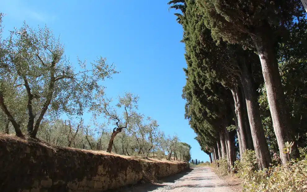 Wanderreise Toskana - Chianti: Olivenhaine und Zypressen