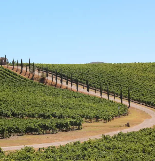 Wanderreise Toskana - Chianti: Weinberge und Zypressen