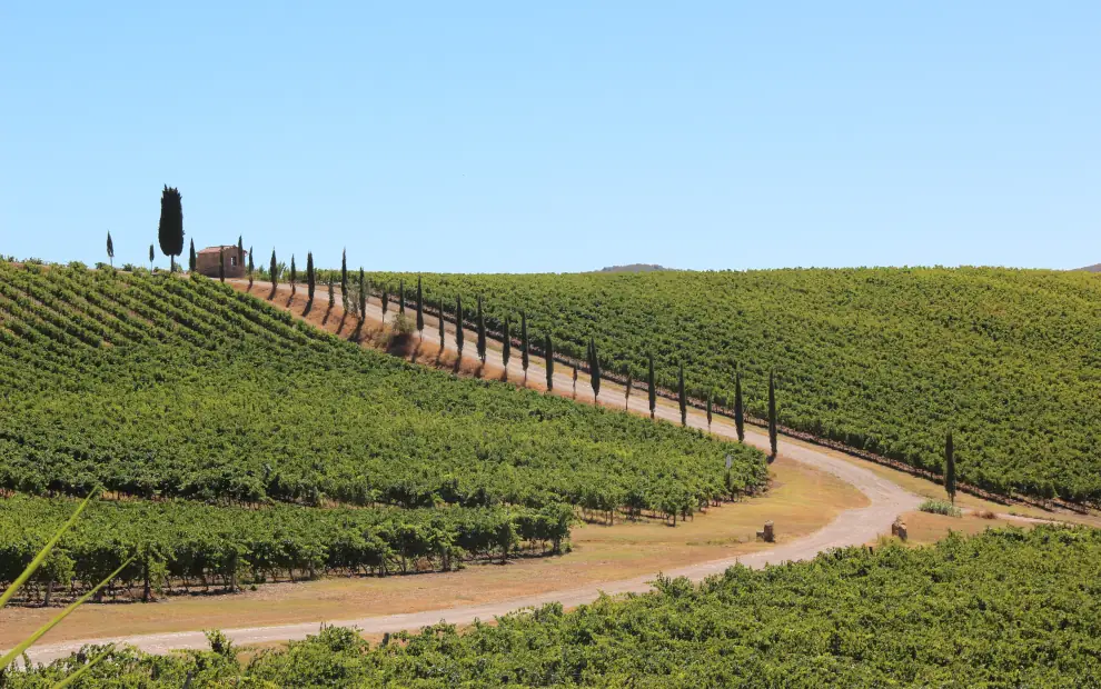 Wanderreise Toskana - Chianti: Weinberge und Zypressen