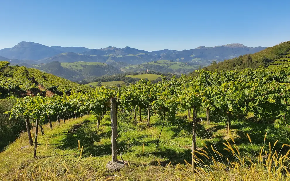 Wanderreise Baskenland - Küstenwandern von Zumaia nach Bilbao: Txakoli-Weinberge
