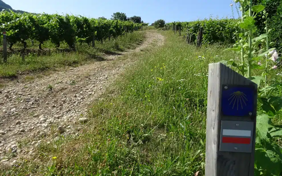 Genfer Jakobsweg: Jakobswegbeschilderung in den Weinbergen von Jongieux