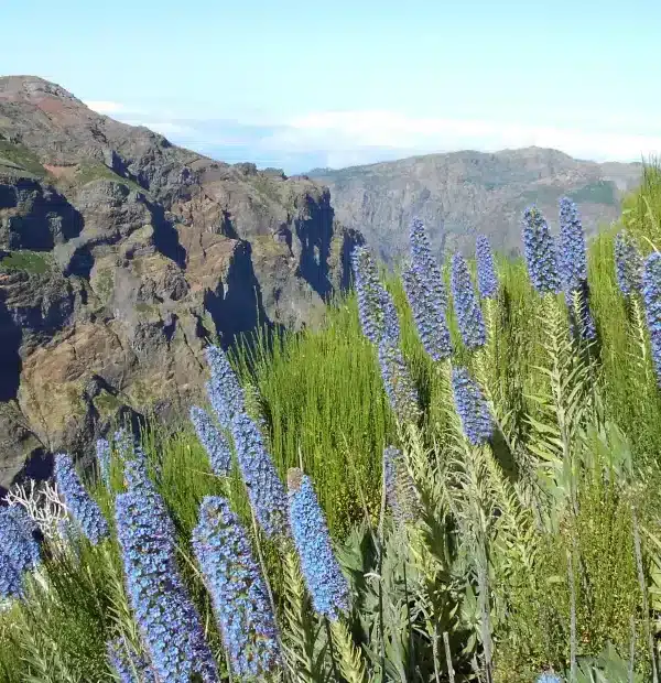 Wanderreise Madeira - Nordosten: Ausblick vom Pico Arieiro