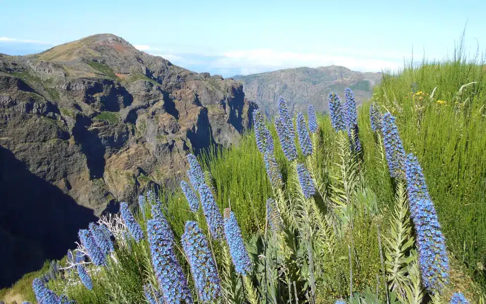 Wanderreise Madeira - Nordosten: Ausblick vom Pico Arieiro