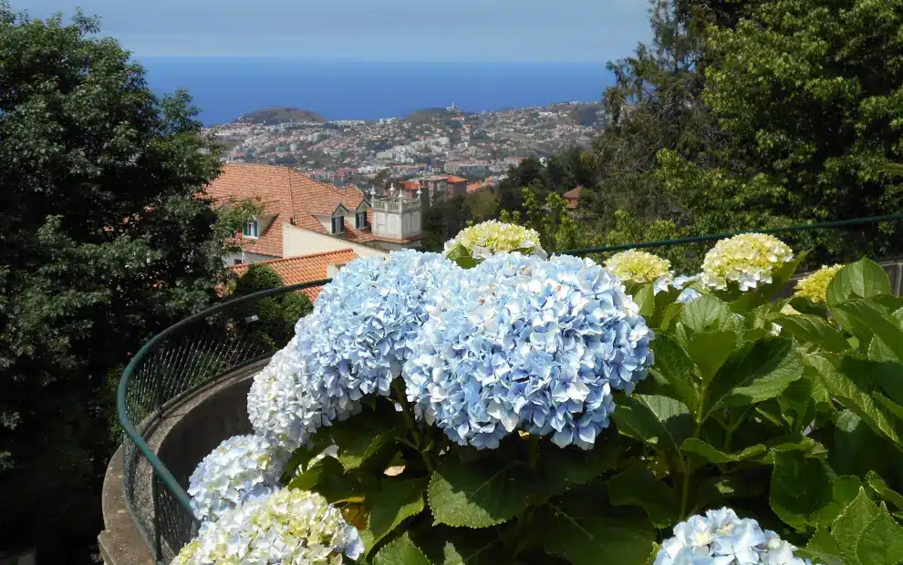 Wanderreise Madeira: Blick von Monte hinunter nach Funchal