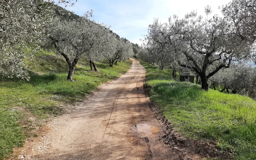 Wandern auf dem Franziskusweg: Wanderweg durch Olivenhaine