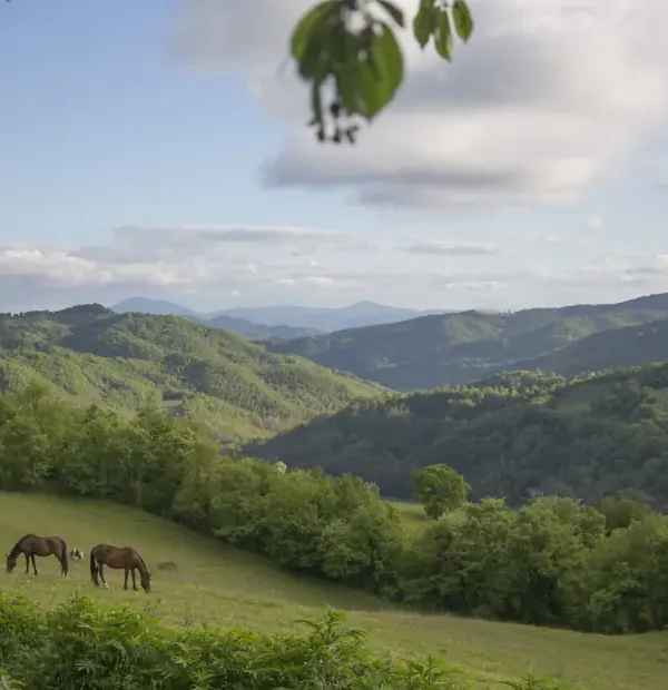 Wanderreise Franziskusweg: Typische Landschaft in Umbrien