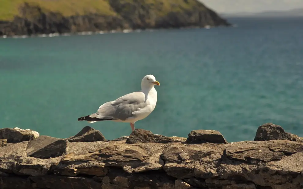 Wanderreise Irland - Wandern auf dem Dingle Way: Möwe