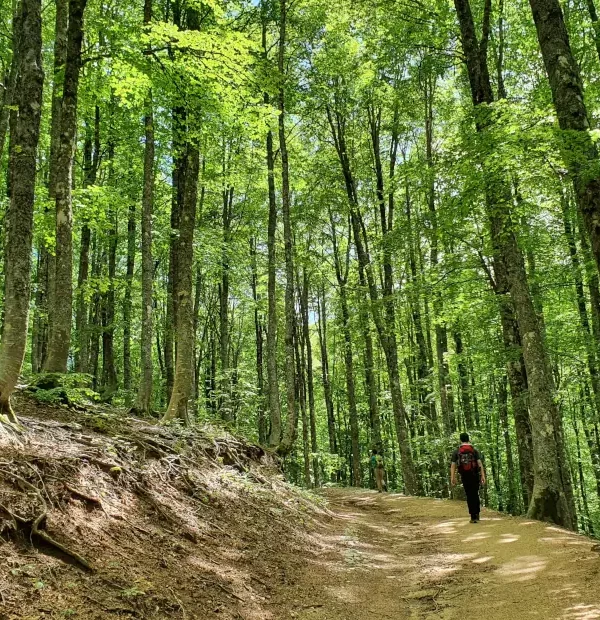 Wanderreise Franziskuweg: Wanderer im Wald