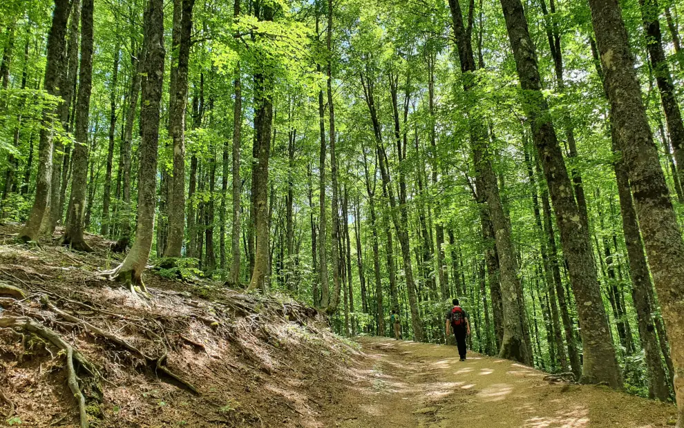 Wanderreise Franziskuweg: Wanderer im Wald